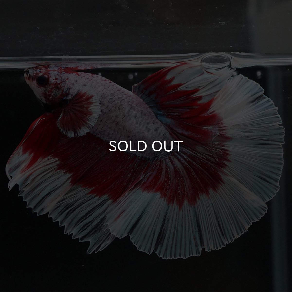 画像2: HM ラベンダーバラフライ (2)