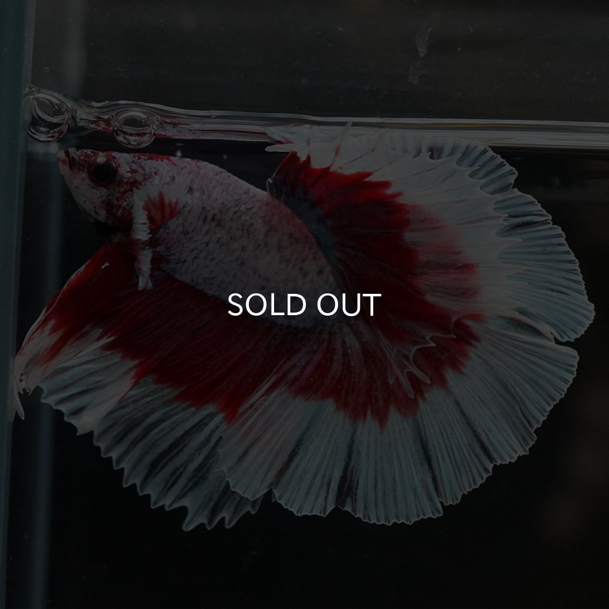 画像4: HM ラベンダーバラフライ (4)