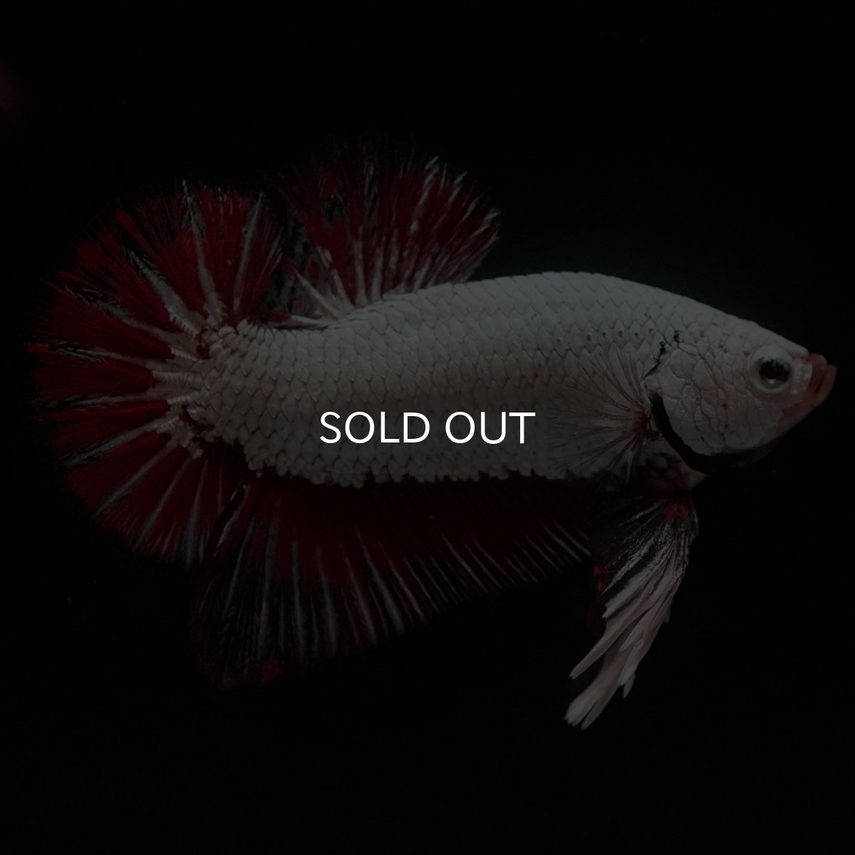 画像2: HMPK　プラチナブラックレッドドラゴン (2)