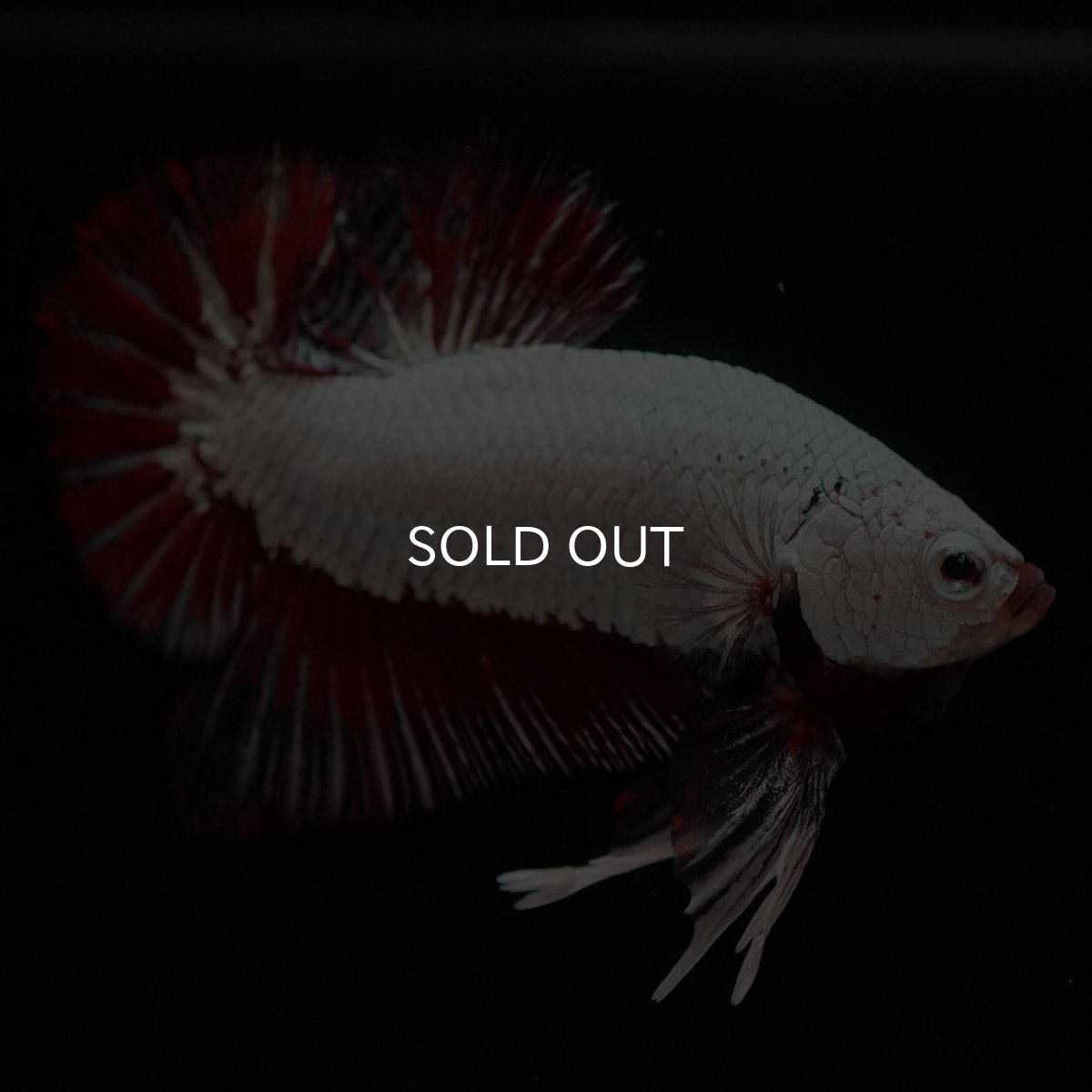 画像4: HMPK　プラチナブラックレッドドラゴン (4)