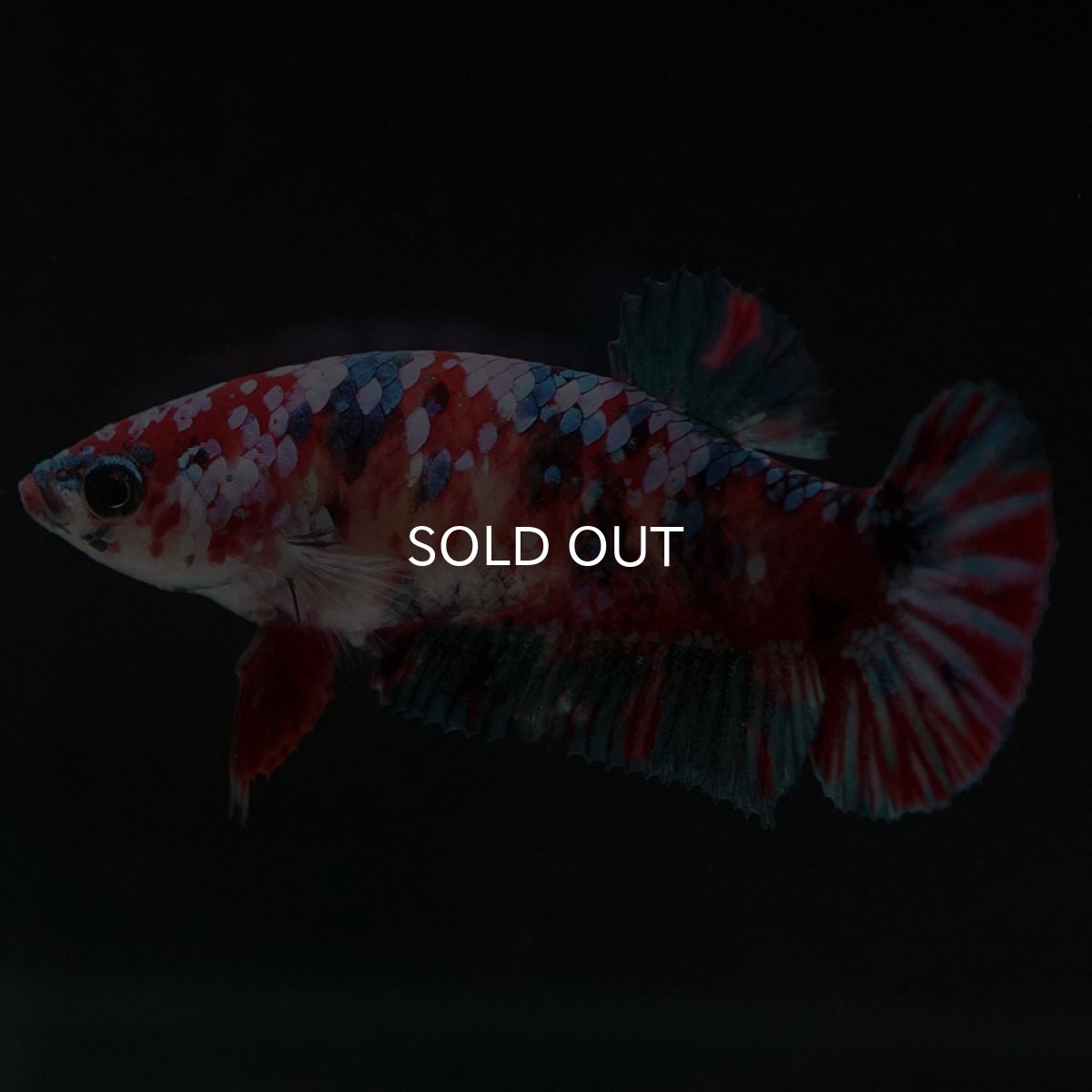 画像4: HMPK 鯉ギャラクシー メス (4)