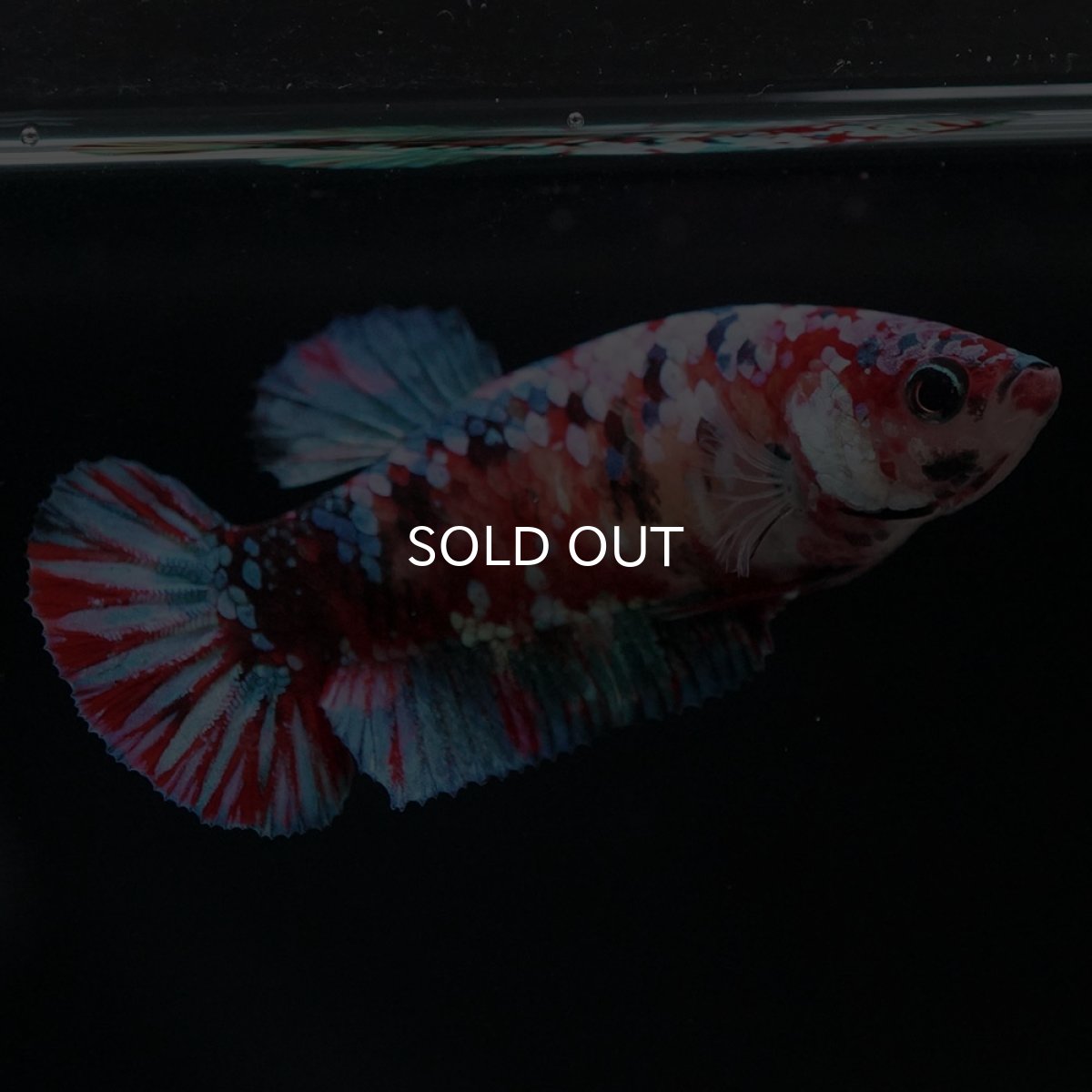 画像2: HMPK 鯉ギャラクシー メス (2)