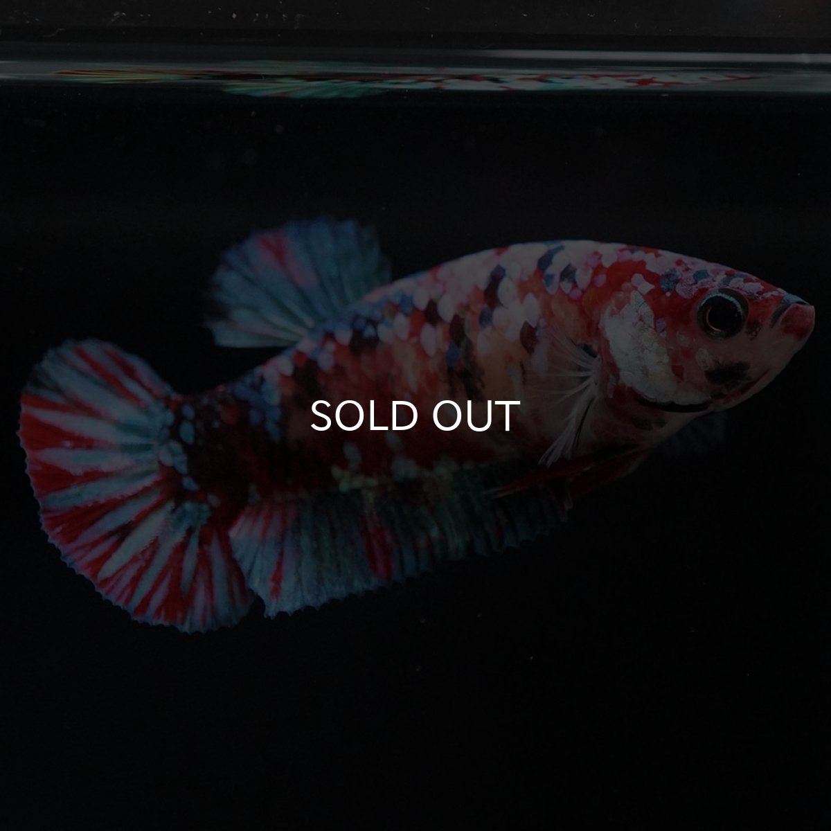 画像5: HMPK 鯉ギャラクシー メス (5)