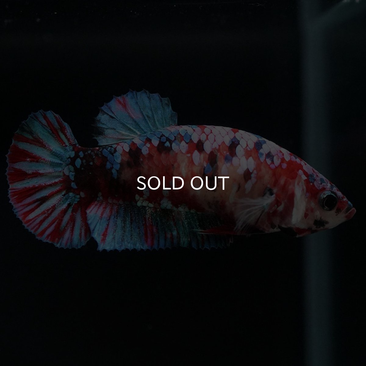 画像3: HMPK 鯉ギャラクシー メス (3)