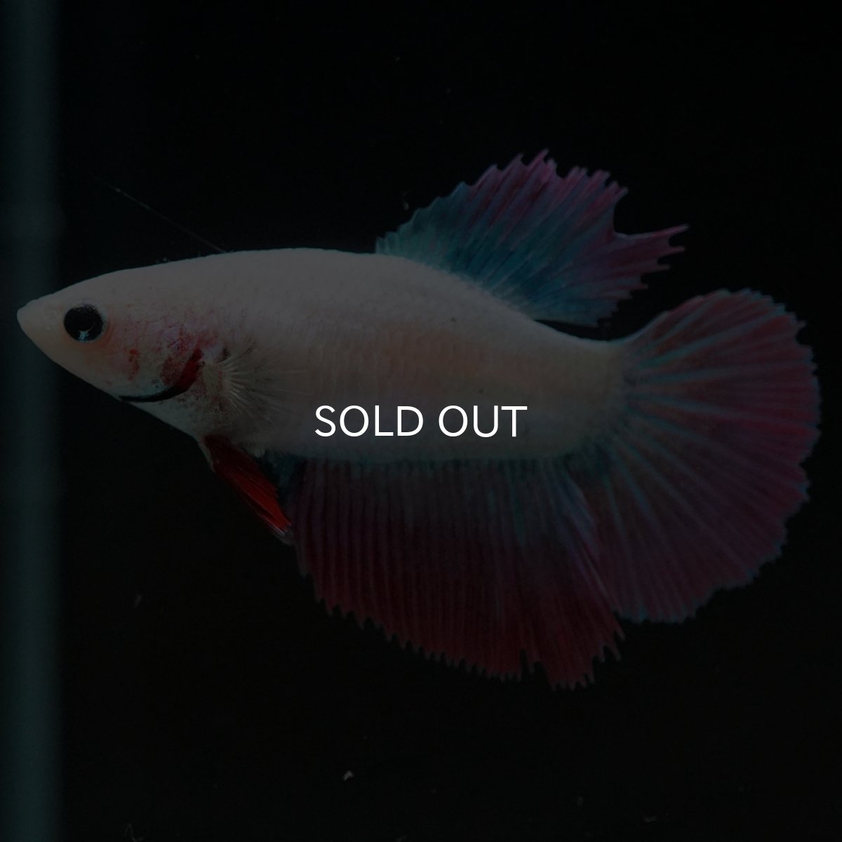 画像3: HM ファンシー メス (3)