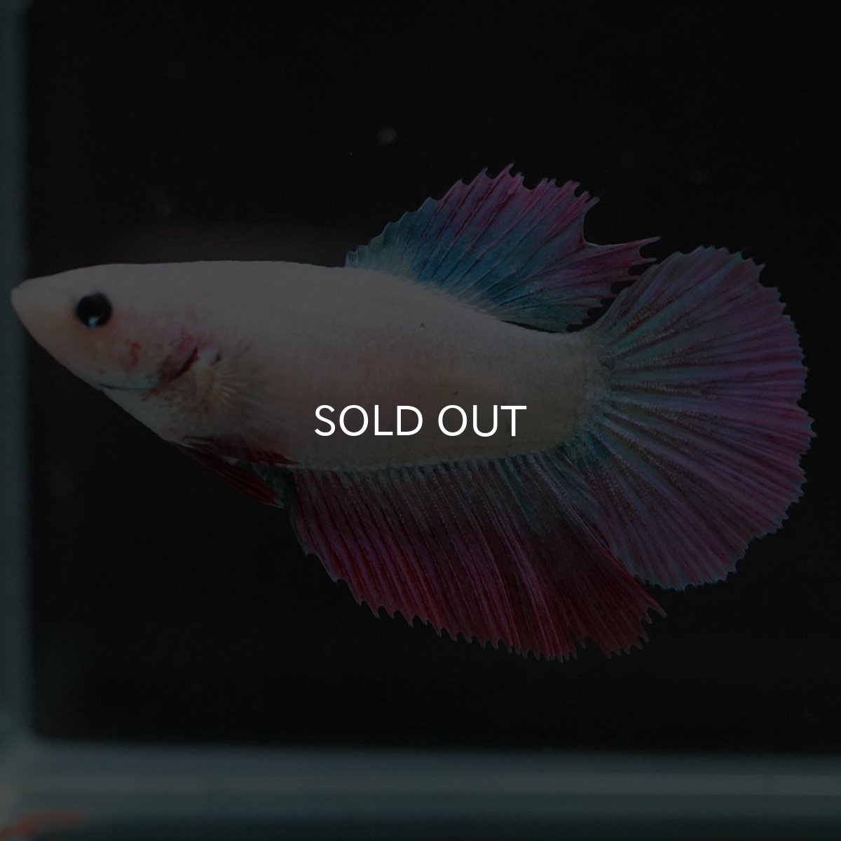 画像5: HM ファンシー メス (5)