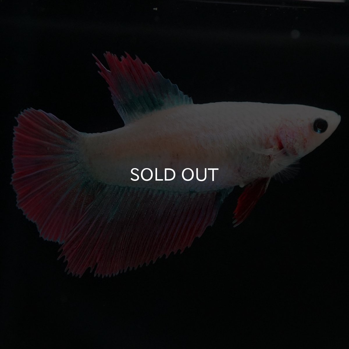 画像6: HM ファンシー メス (6)