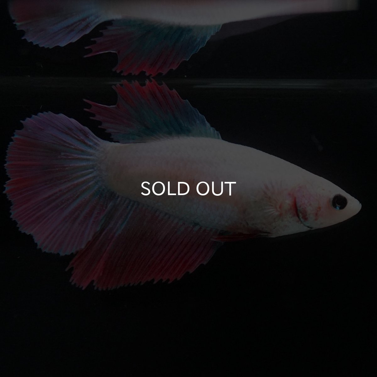 画像4: HM ファンシー メス (4)