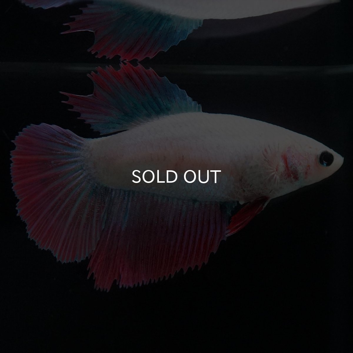 画像2: HM ファンシー メス (2)