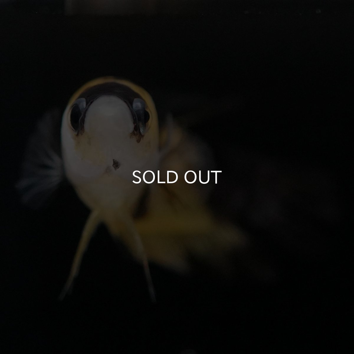 画像4: HMPK イエロータイガー メス (4)