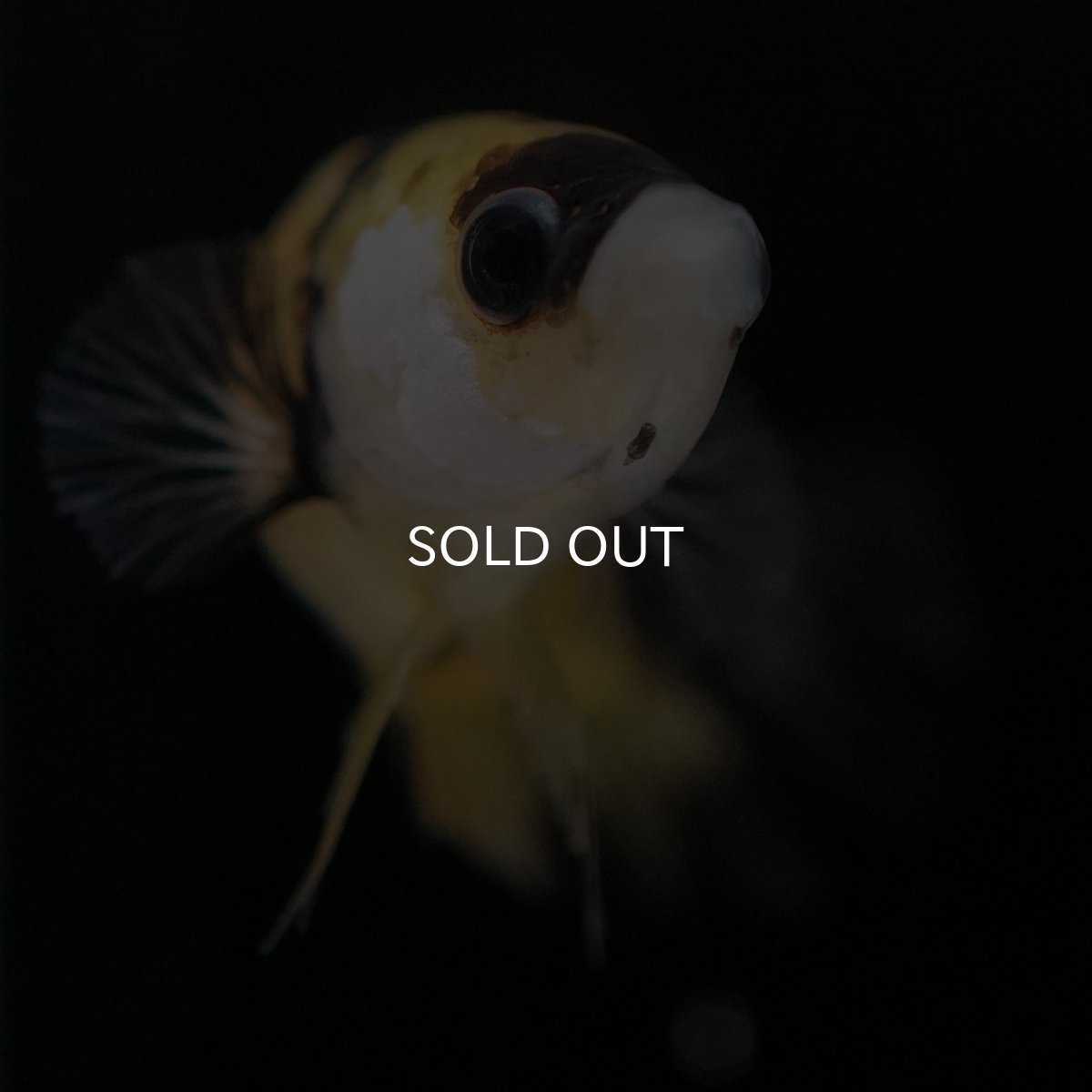 画像3: HMPK イエロータイガー メス (3)