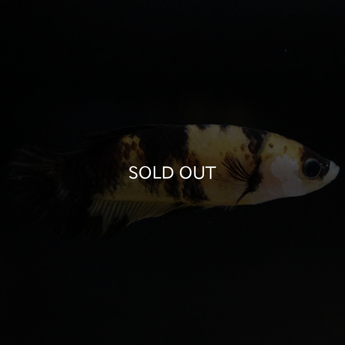 画像2: HMPK イエロータイガー メス (2)