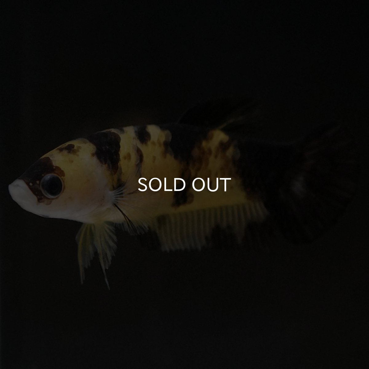 画像5: HMPK イエロータイガー メス (5)