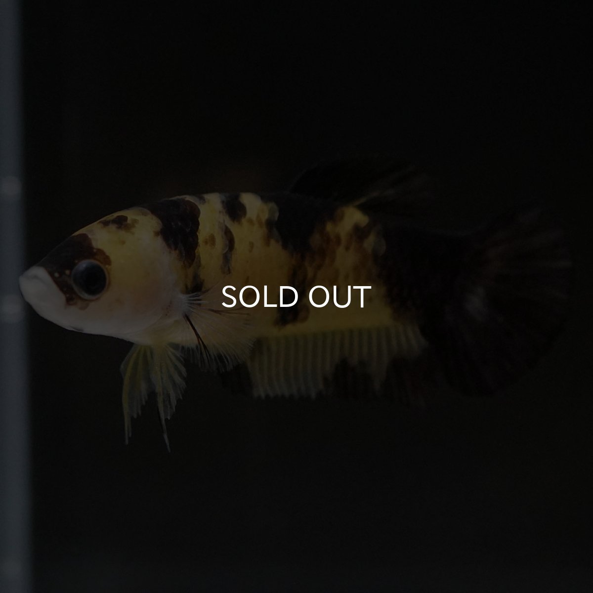 画像7: HMPK イエロータイガー メス (7)