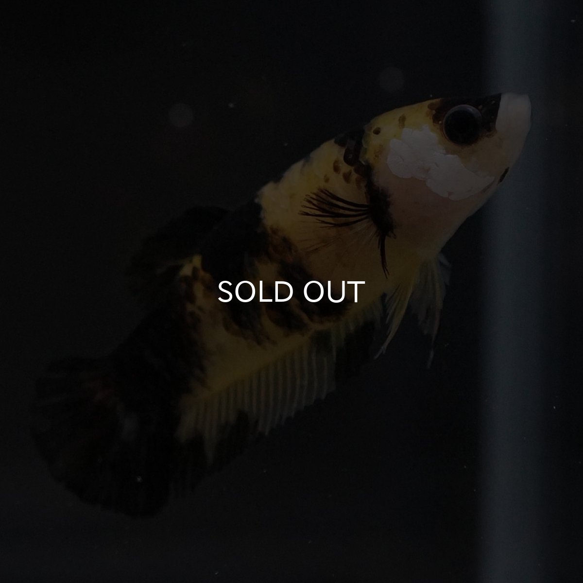 画像8: HMPK イエロータイガー メス (8)