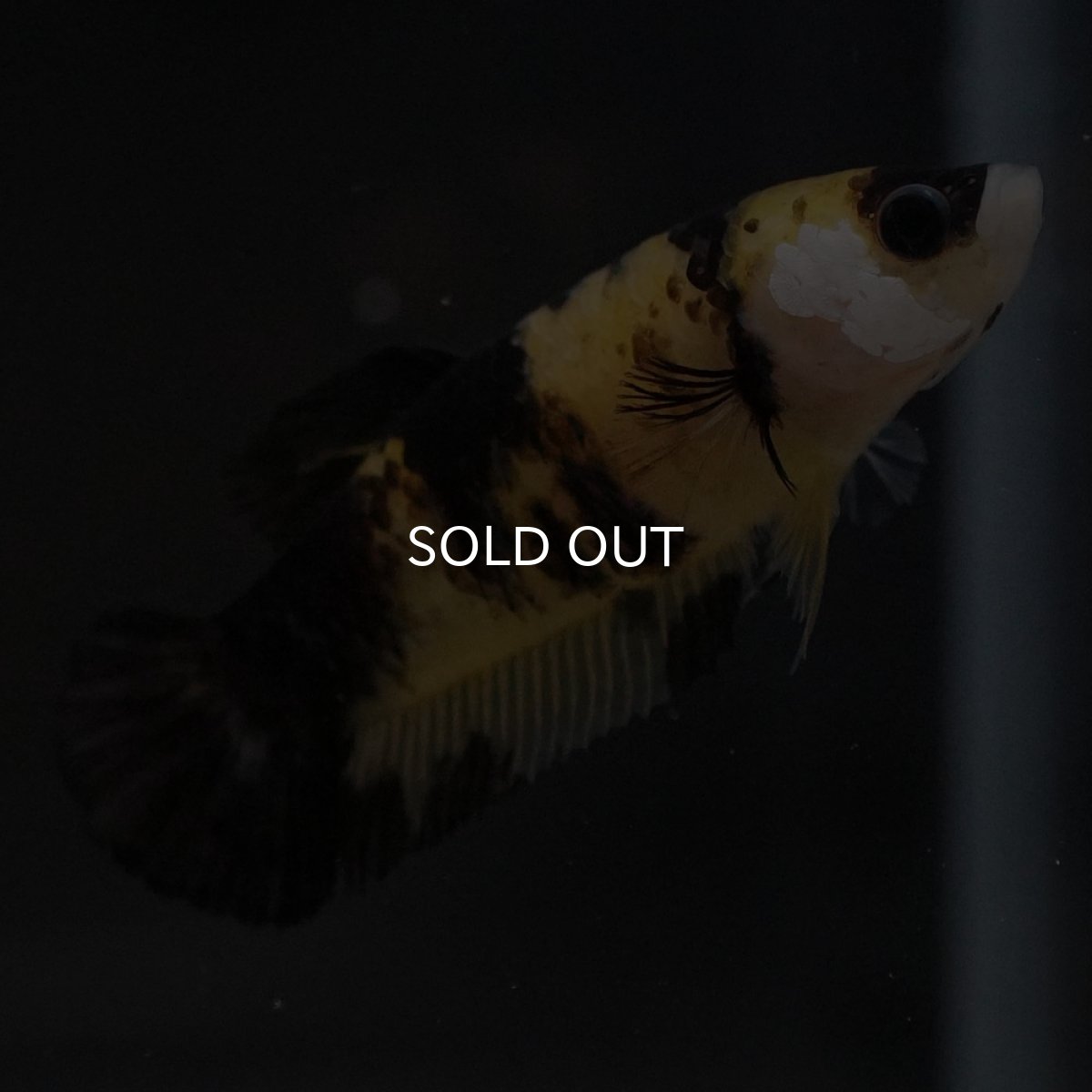 画像6: HMPK イエロータイガー メス (6)