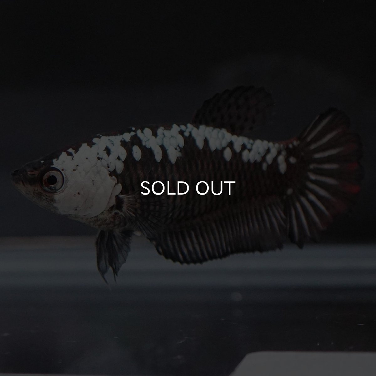 画像6: HMPK ブラックサムライ メス (6)