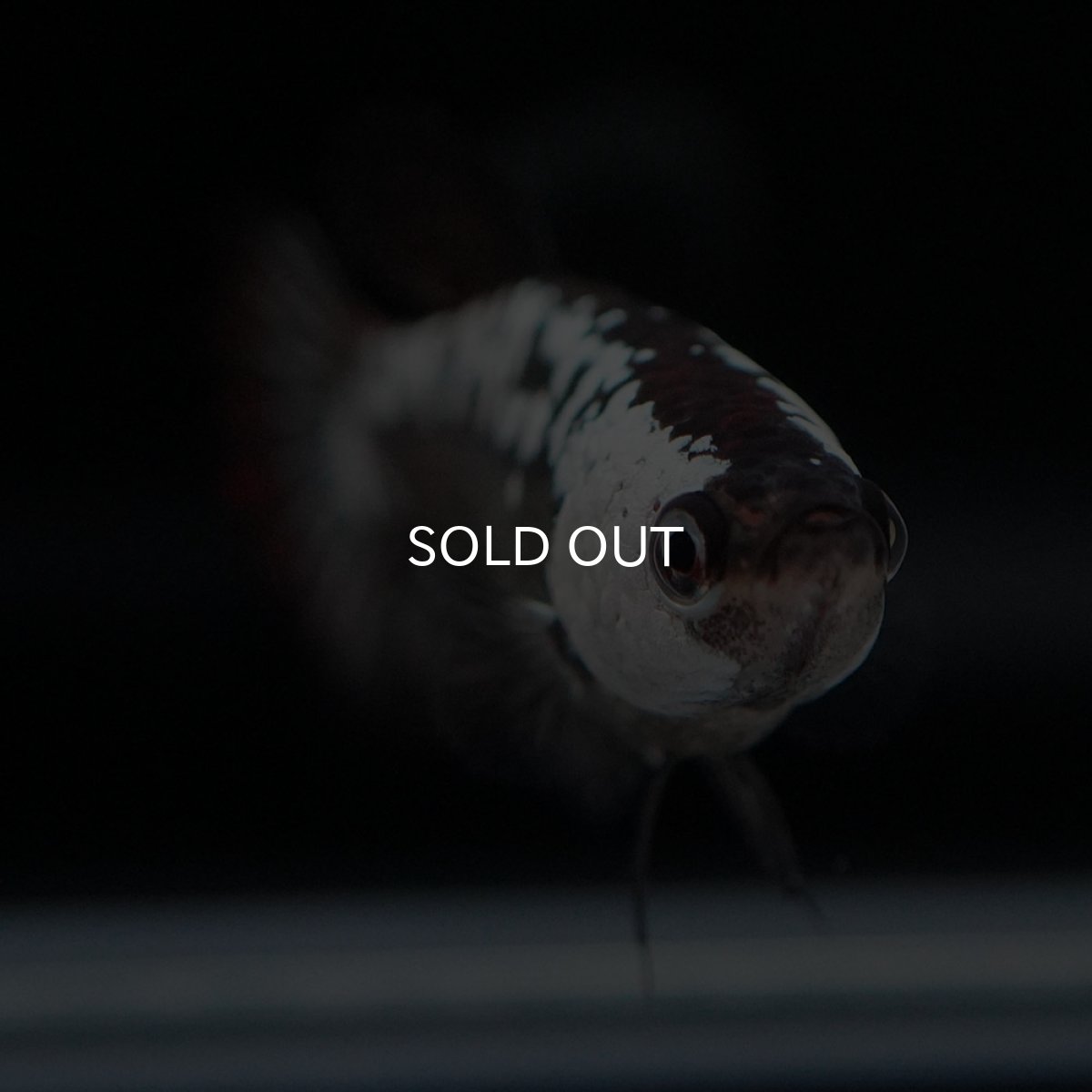 画像3: HMPK ブラックサムライ メス (3)