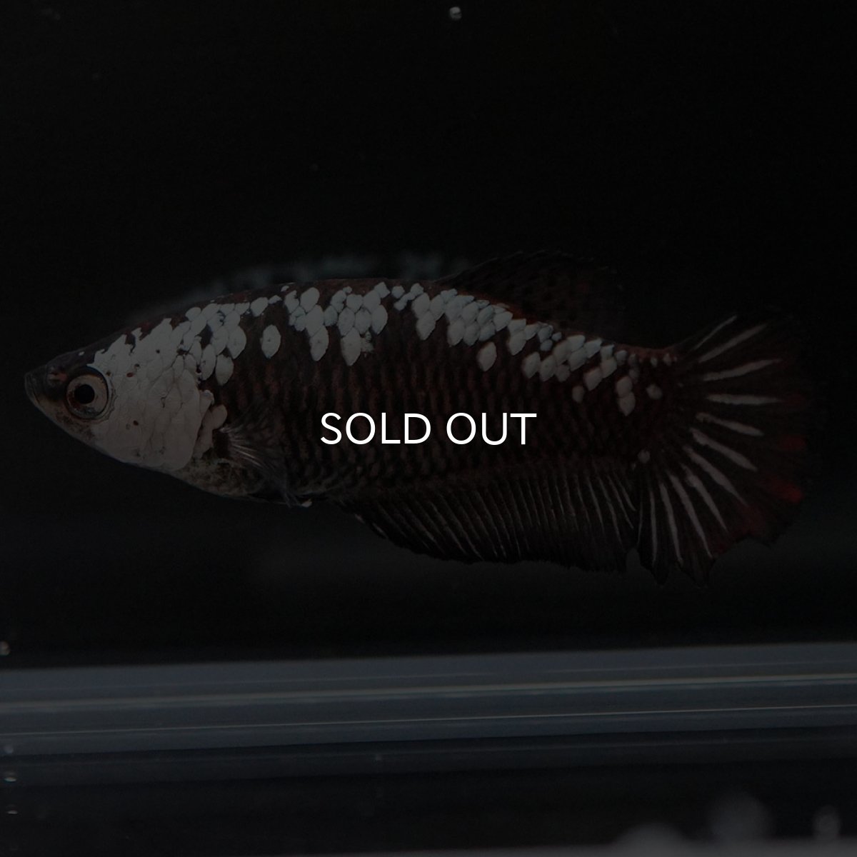 画像2: HMPK ブラックサムライ メス (2)