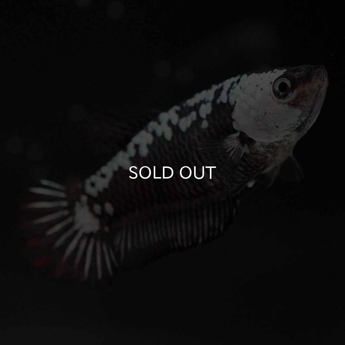 画像4: HMPK ブラックサムライ メス (4)