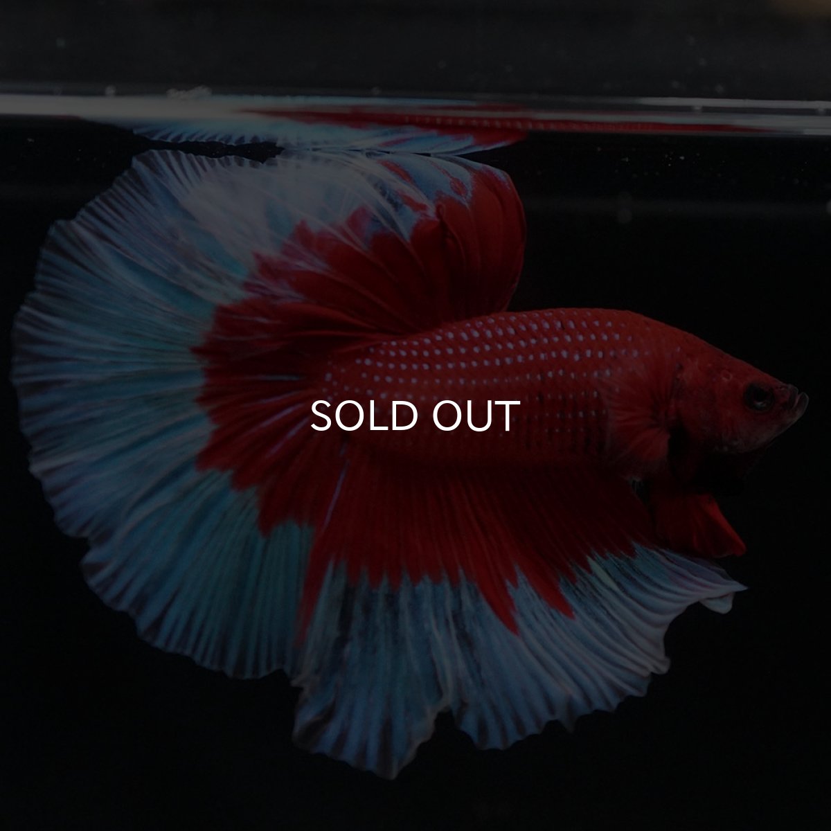 画像9: HM　レッドバタフライ (9)