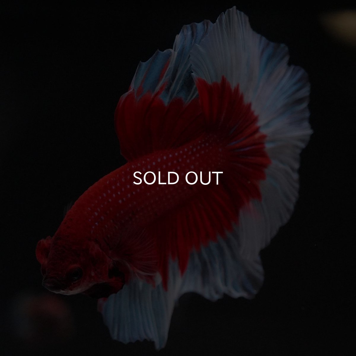 画像6: HM　レッドバタフライ (6)