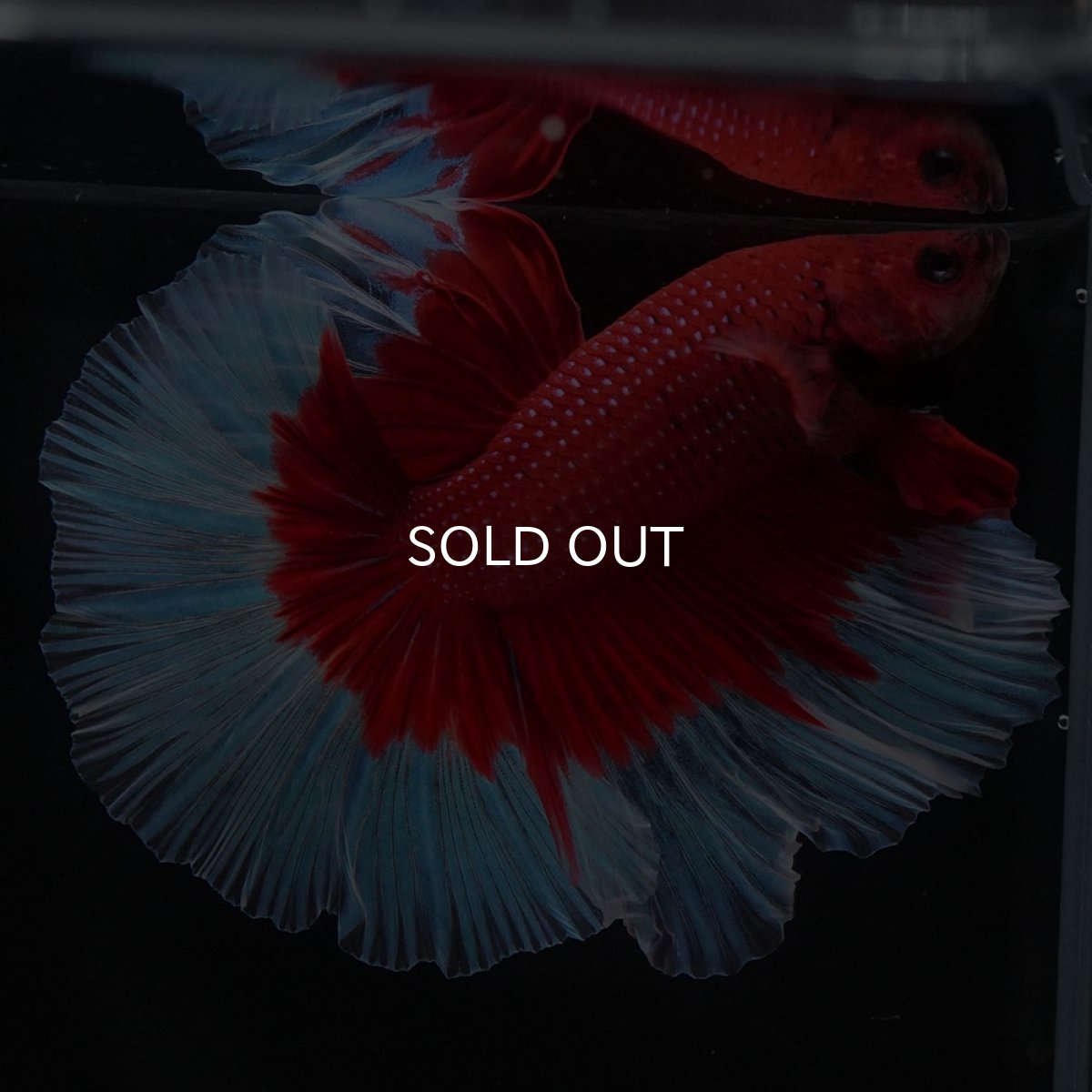 画像3: HM　レッドバタフライ (3)