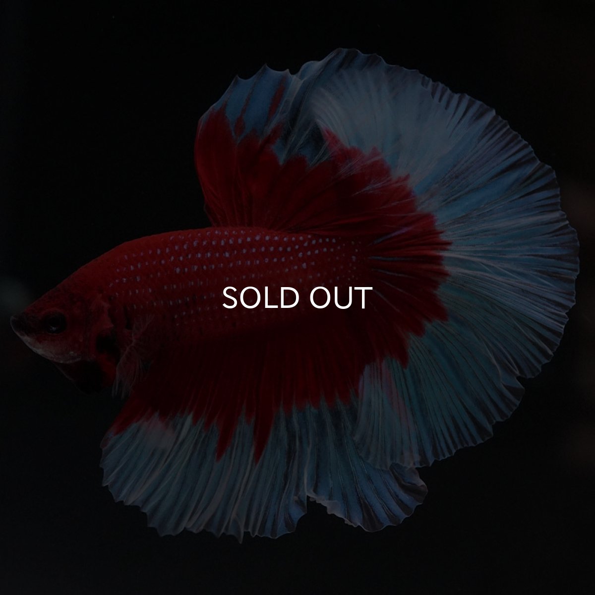 画像2: HM　レッドバタフライ (2)