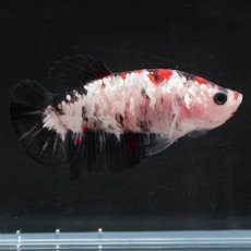 画像2: HMPK　鯉ギャラクシー　メス (2)