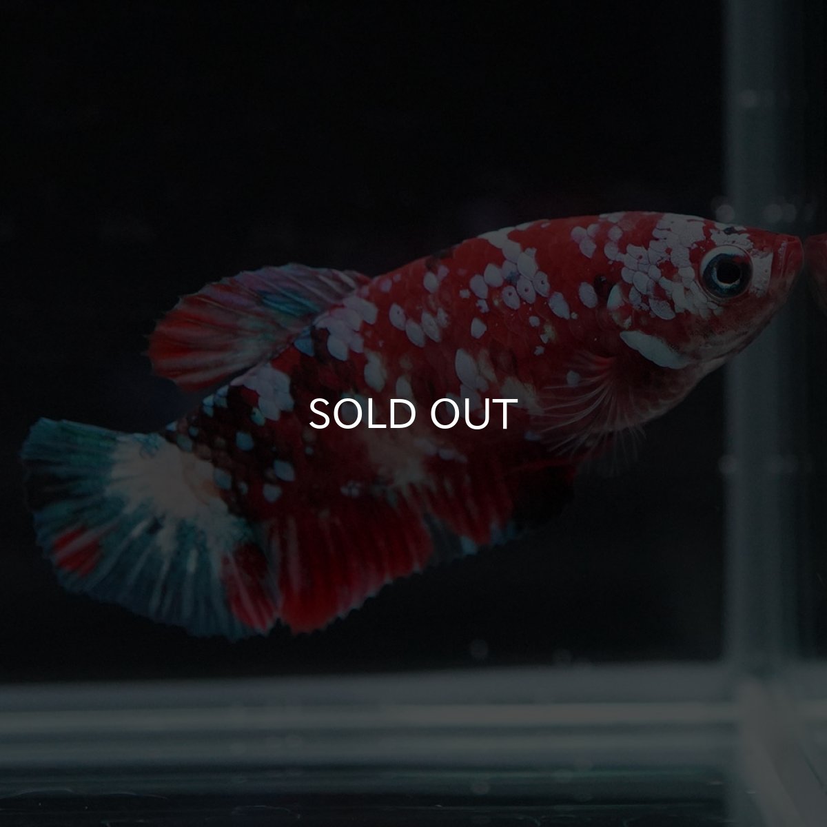 画像4: HMPK 鯉ギャラクシー メス (4)