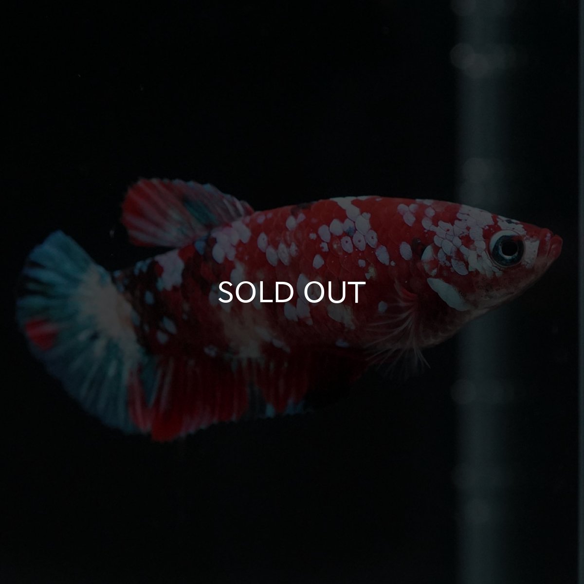 画像2: HMPK 鯉ギャラクシー メス (2)