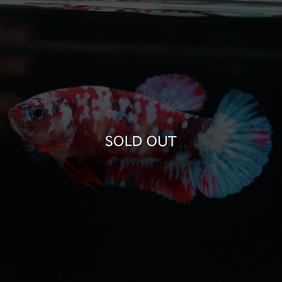 画像3: HMPK 鯉ギャラクシー メス (3)