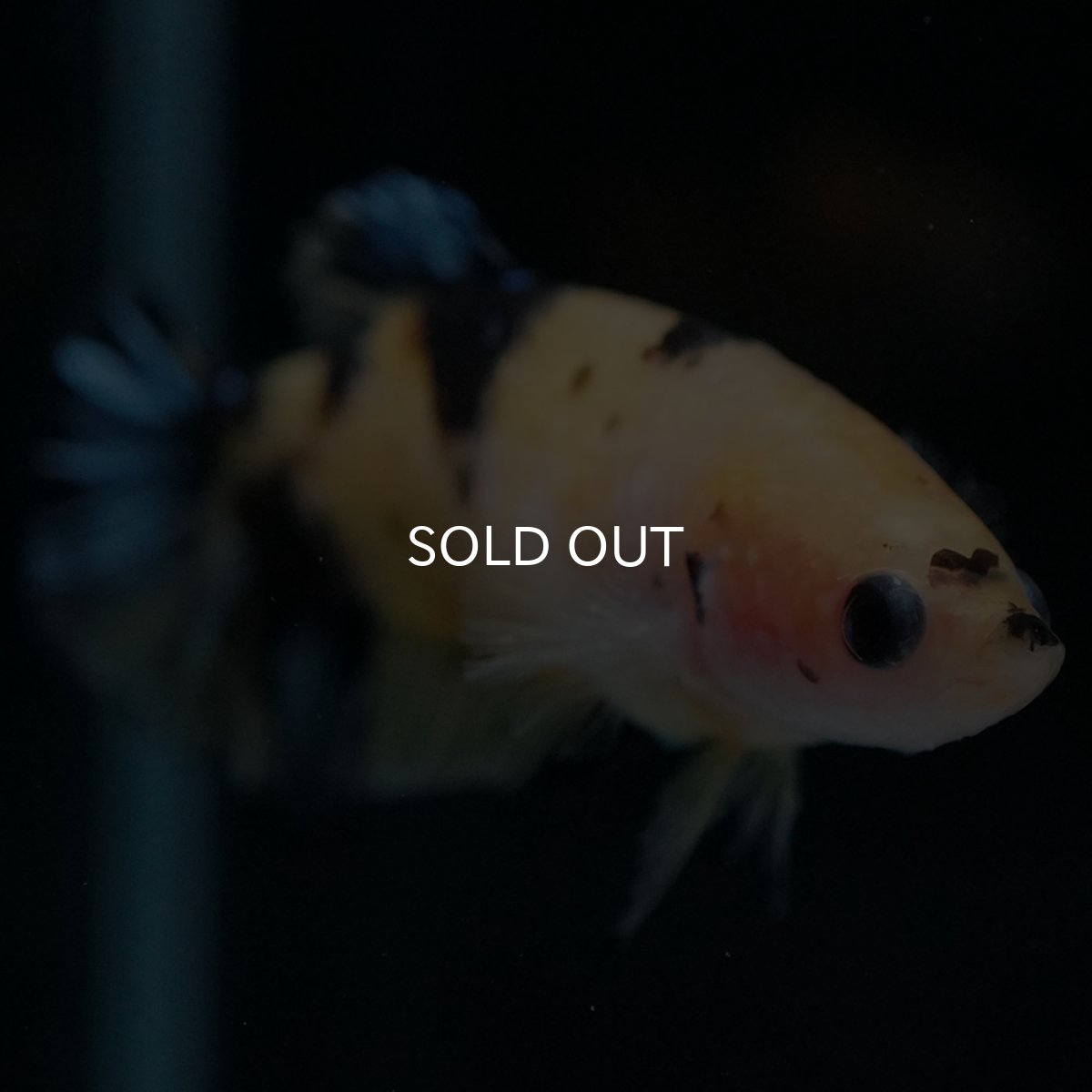 画像3: HMPK　イエロータイガーギャラクシー　メス (3)