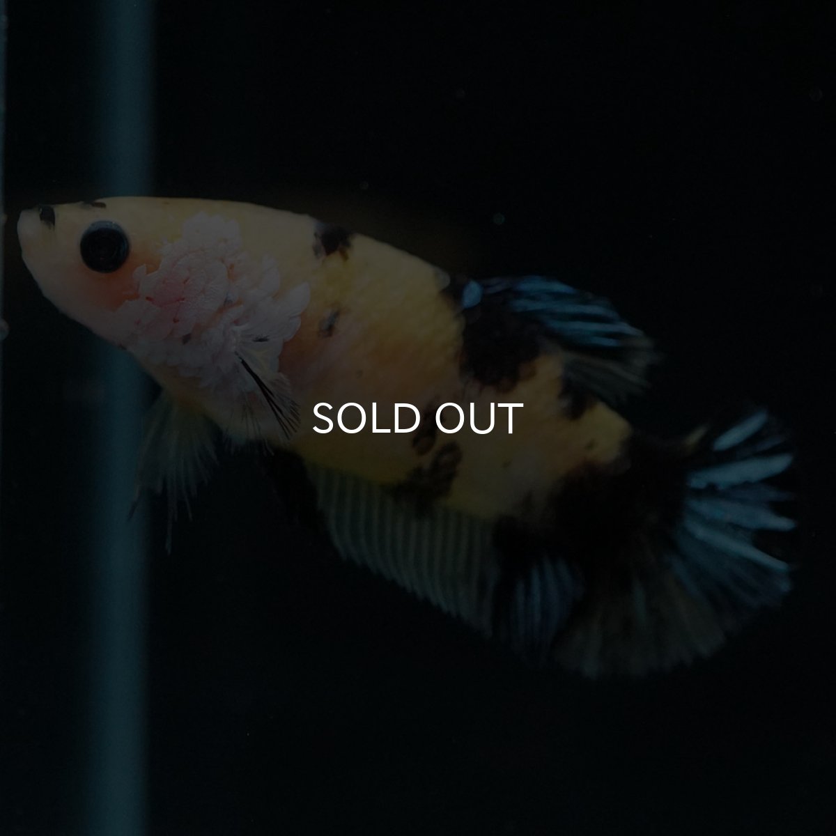 画像4: HMPK　イエロータイガーギャラクシー　メス (4)