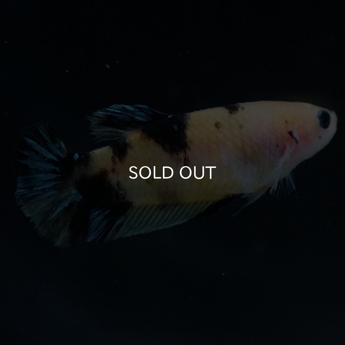 画像5: HMPK　イエロータイガーギャラクシー　メス (5)