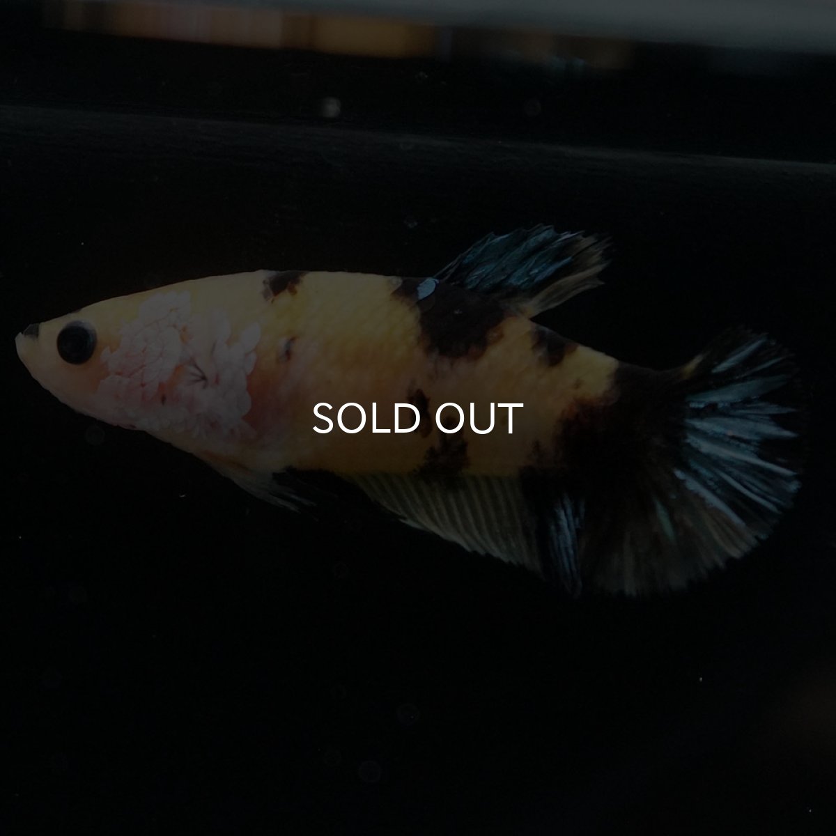 画像2: HMPK　イエロータイガーギャラクシー　メス (2)