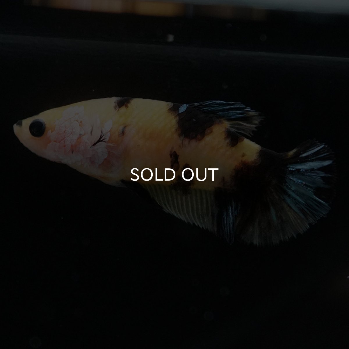 画像6: HMPK　イエロータイガーギャラクシー　メス (6)