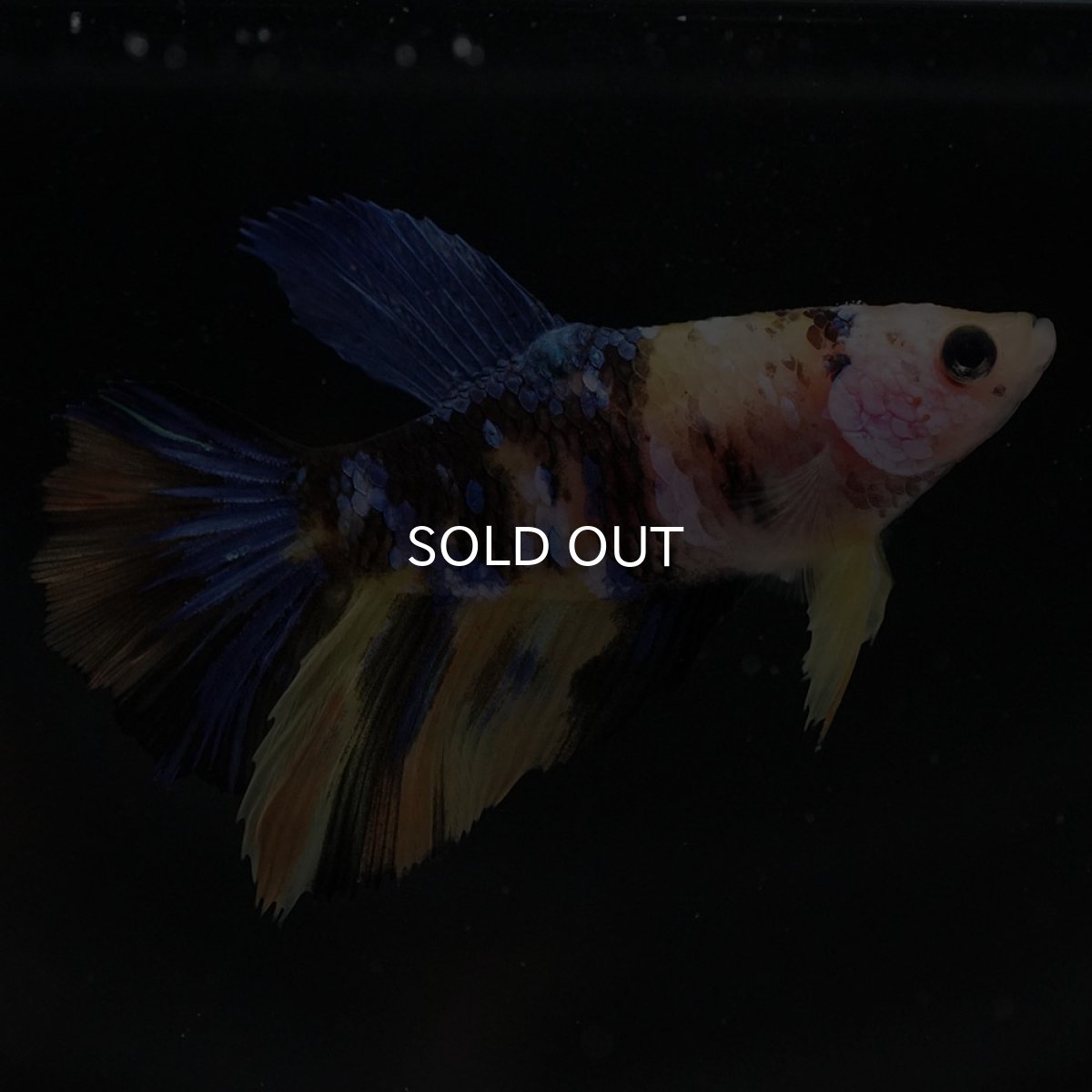 画像3: HM　イエロータイガーギャラクシー　メス (3)