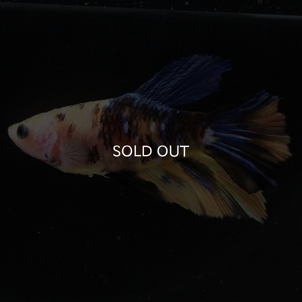 画像4: HM　イエロータイガーギャラクシー　メス (4)