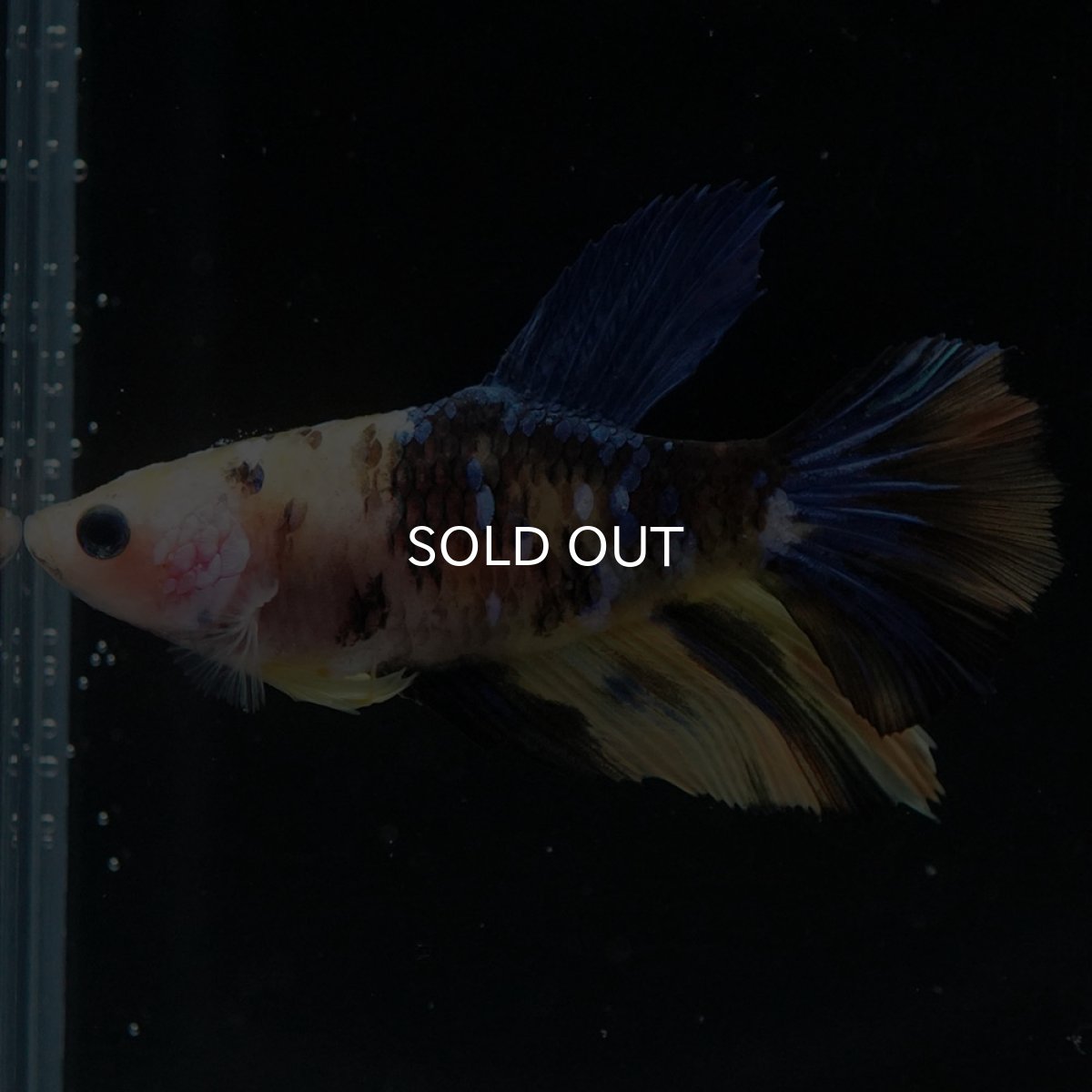 画像2: HM　イエロータイガーギャラクシー　メス (2)