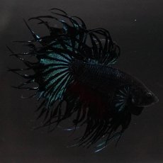 画像1: KCT　ブラックオーキッド　変わり柄 (1)