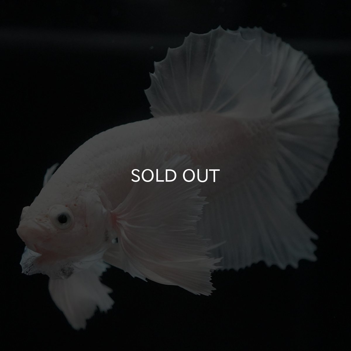 画像7: HMPKダンボ ホワイト (7)