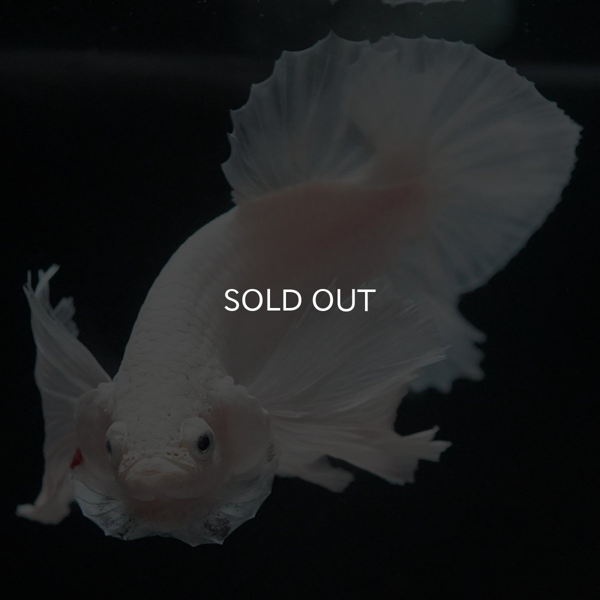 画像6: HMPKダンボ ホワイト (6)