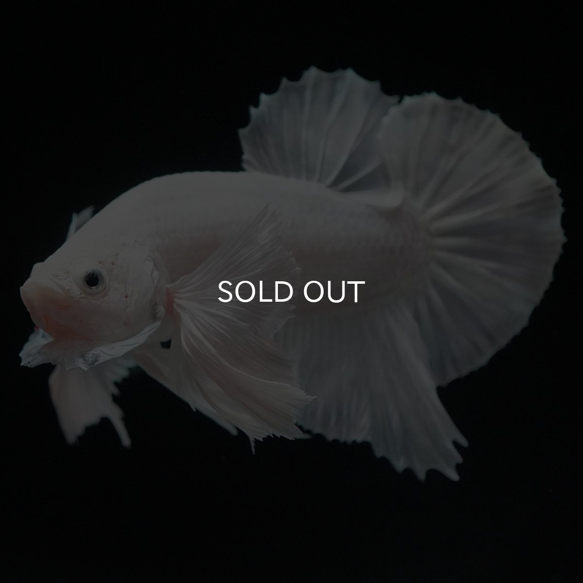 画像2: HMPKダンボ ホワイト (2)