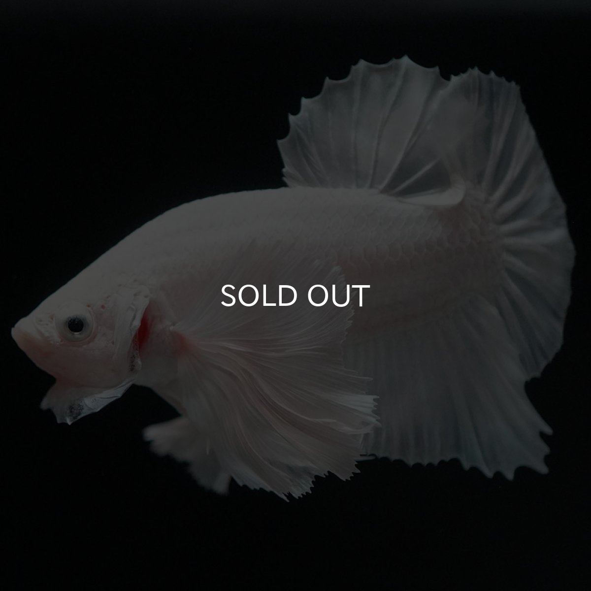 画像4: HMPKダンボ ホワイト (4)