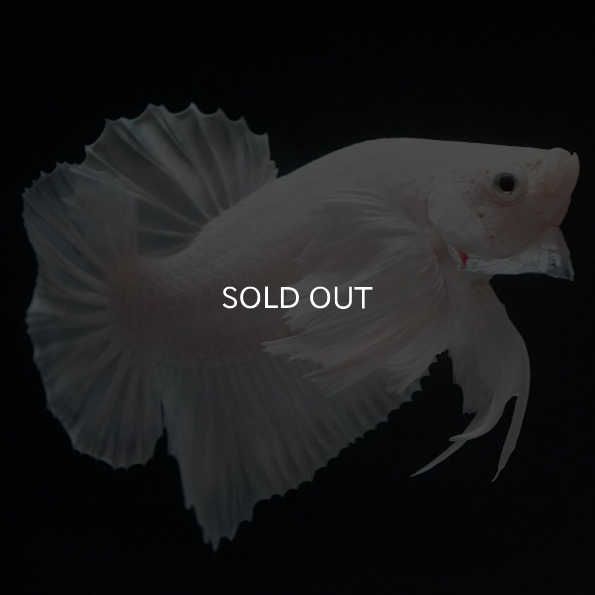 画像5: HMPKダンボ ホワイト (5)