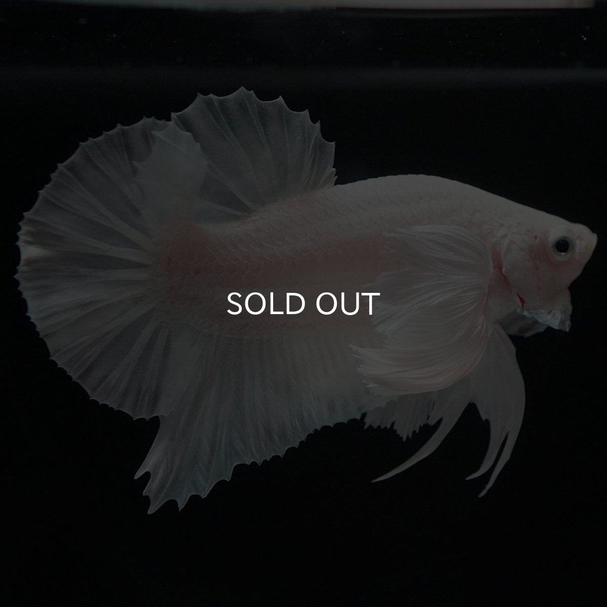 画像3: HMPKダンボ ホワイト (3)