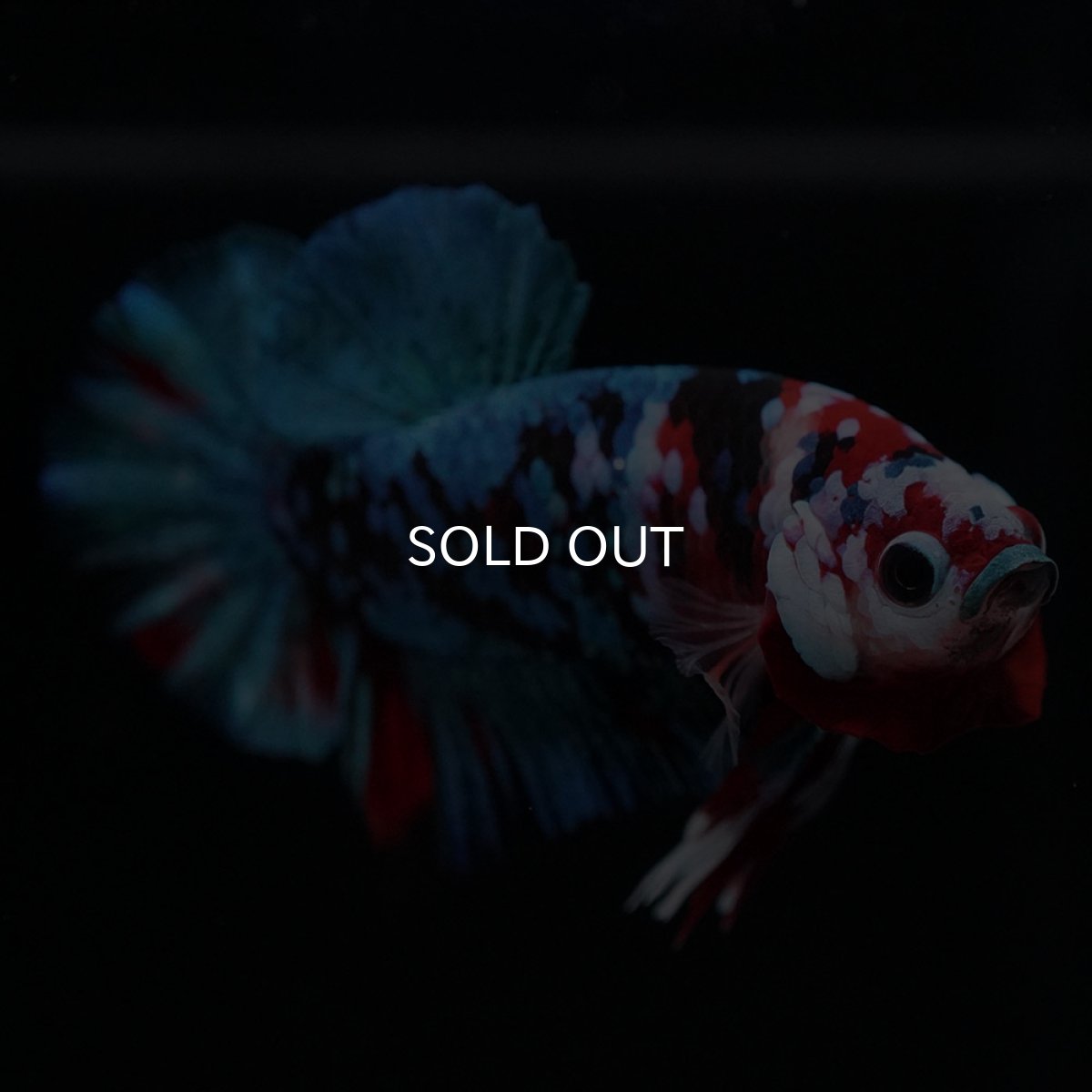 画像12: HMPK 鯉ギャラクシー (12)