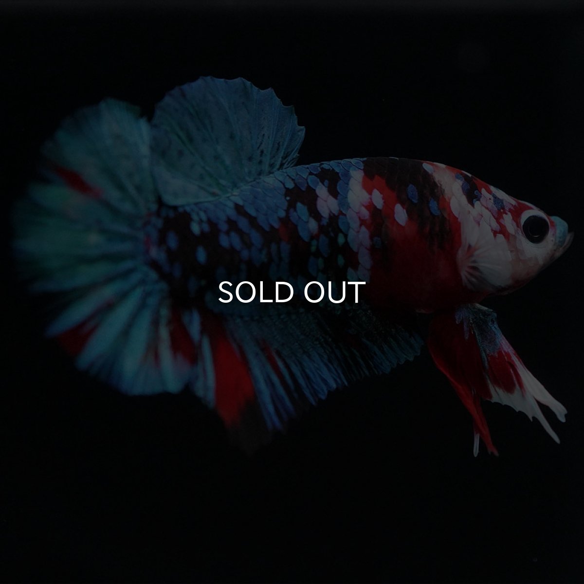 画像2: HMPK 鯉ギャラクシー (2)