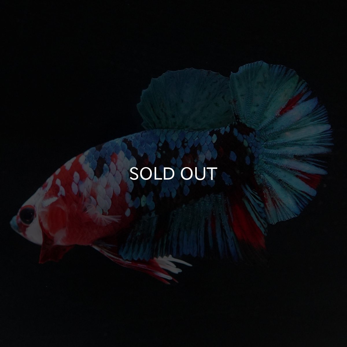 画像11: HMPK 鯉ギャラクシー (11)